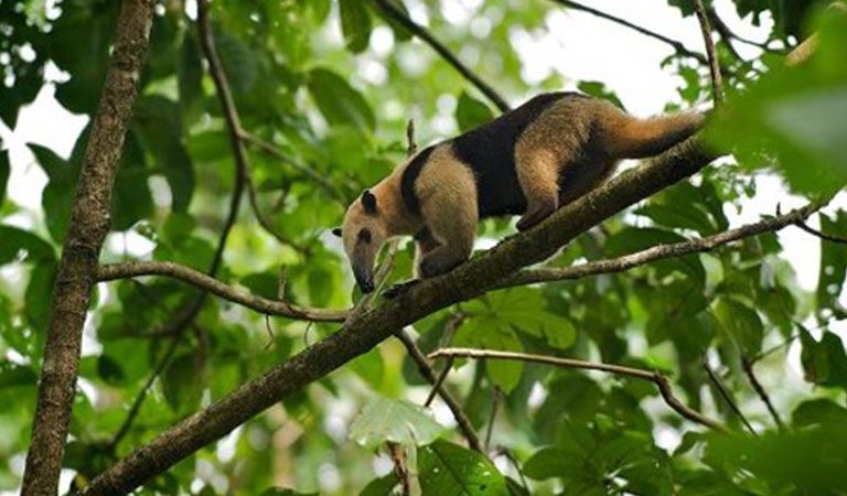 Peru Amazonie fauna