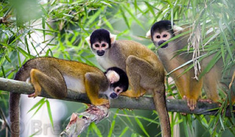 Gamboa Rainforest - opice