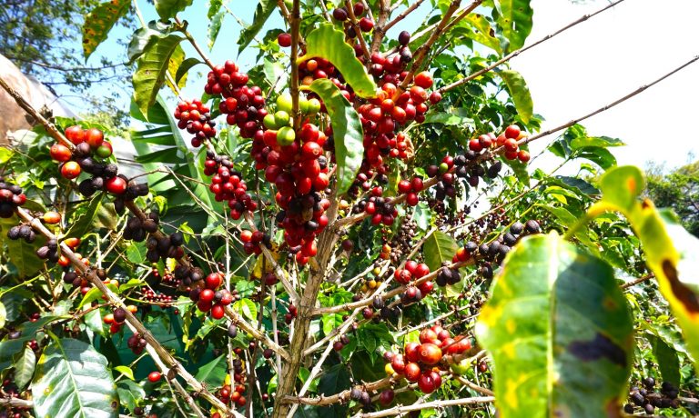 Kostarika - kávová plantáž