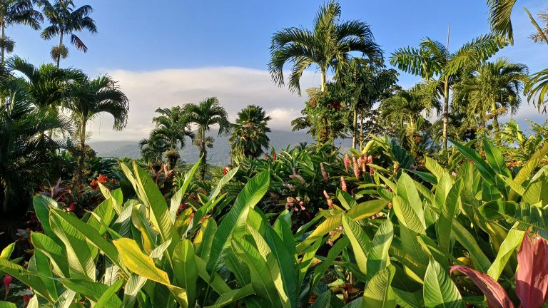 Kostarika - Manoa resort